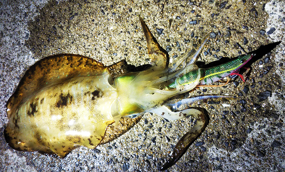 YOZURI EbiQ Squid Jig 3.0 and 3.5