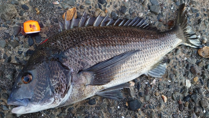 KIZAKURA KURODAMA KING ISO FISHING FLOATS