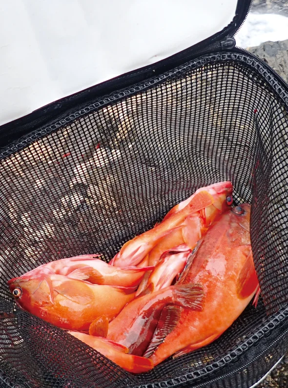 MAGBITE FLOATING FISH KEEPER