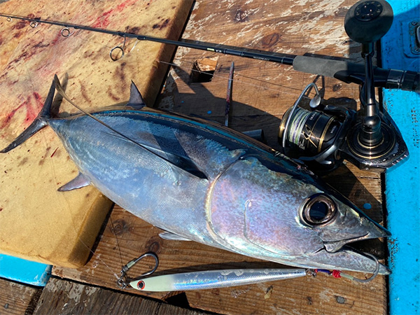 DAIWA SALTIGA TB JIG TONJIGI CUSTOM 300G/29cm Length