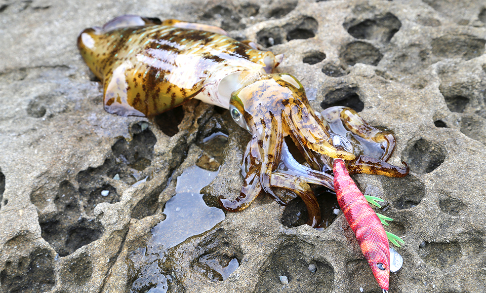 DUEL EZ-Q DARTMASTER #3.5 -A1722