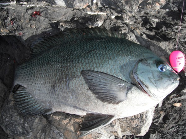 KIZAKURA I-STYLE BEPPIN PINK ISO FISHING FLOATS