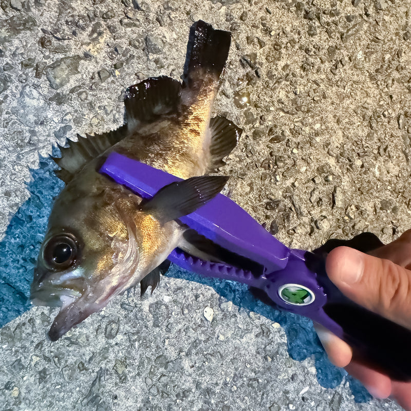 DRESS x SEASTORY Shark Grip