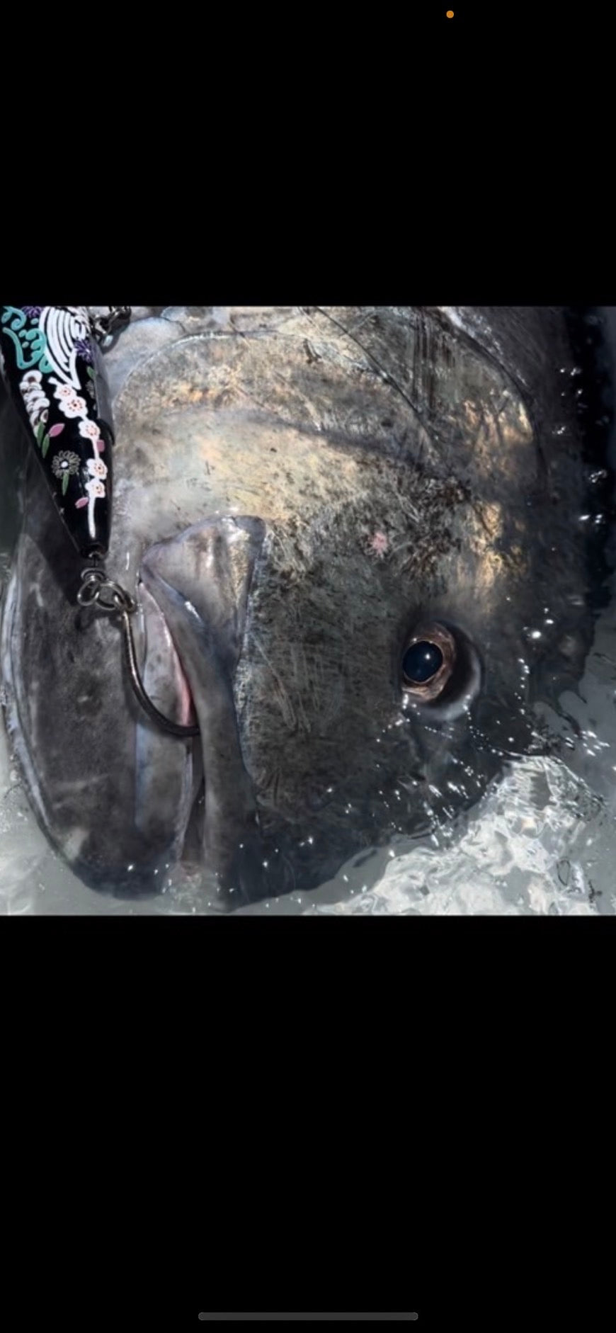 Paradigm Shift Singularity Floating Stickbaits F210