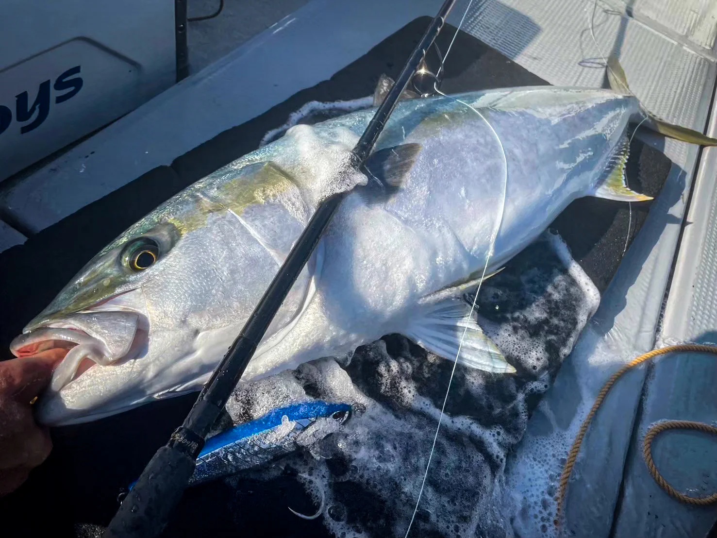 Nature Boys RAVEN (Watarigarasu) 180F October 2025 New releases