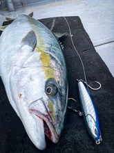 Nature Boys RAVEN (Watarigarasu) 180F October 2025 New releases