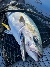 Nature Boys RAVEN (Watarigarasu) 180F October 2025 New releases