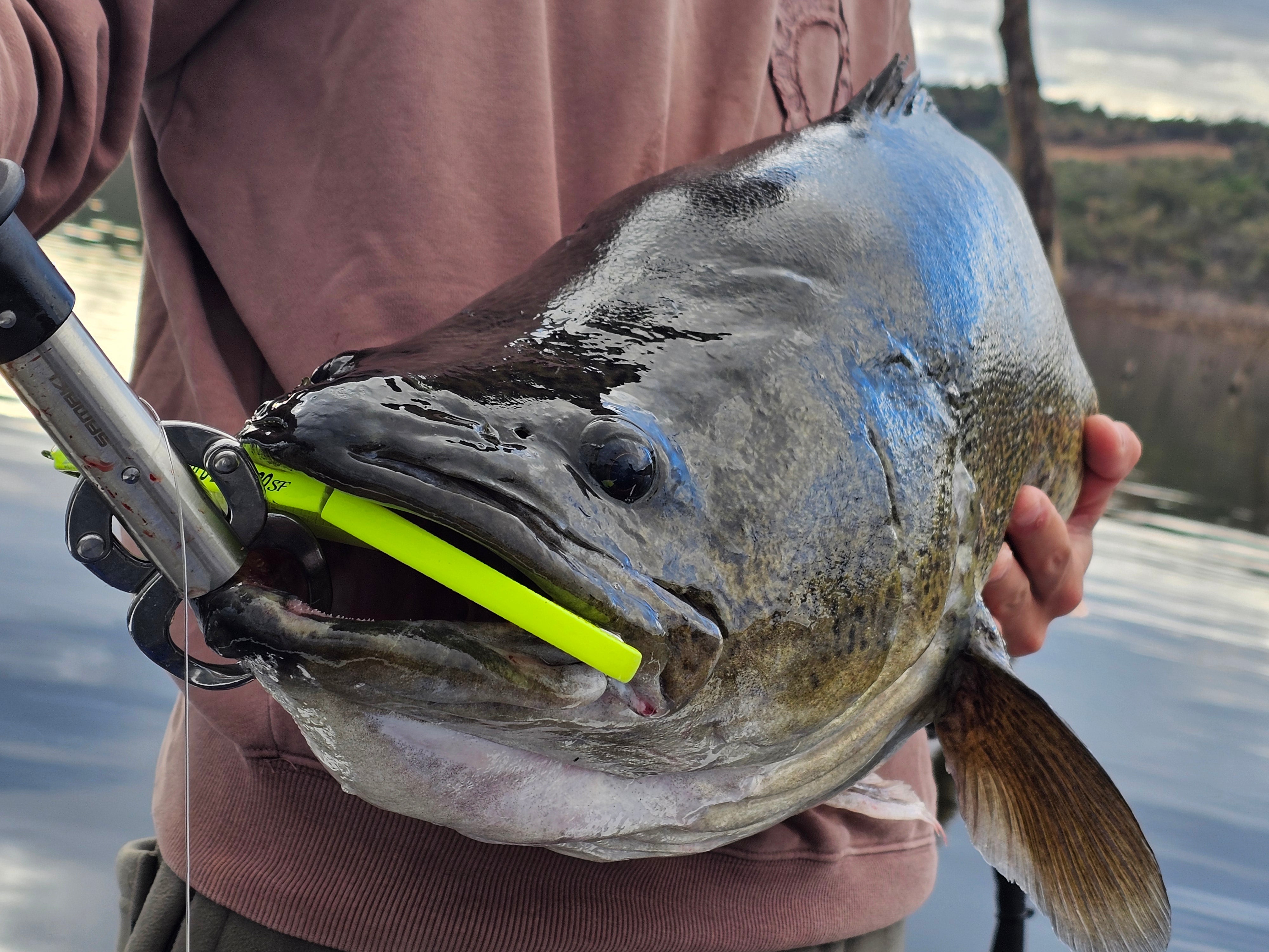 WILD LURES WILD BEAT 180SF