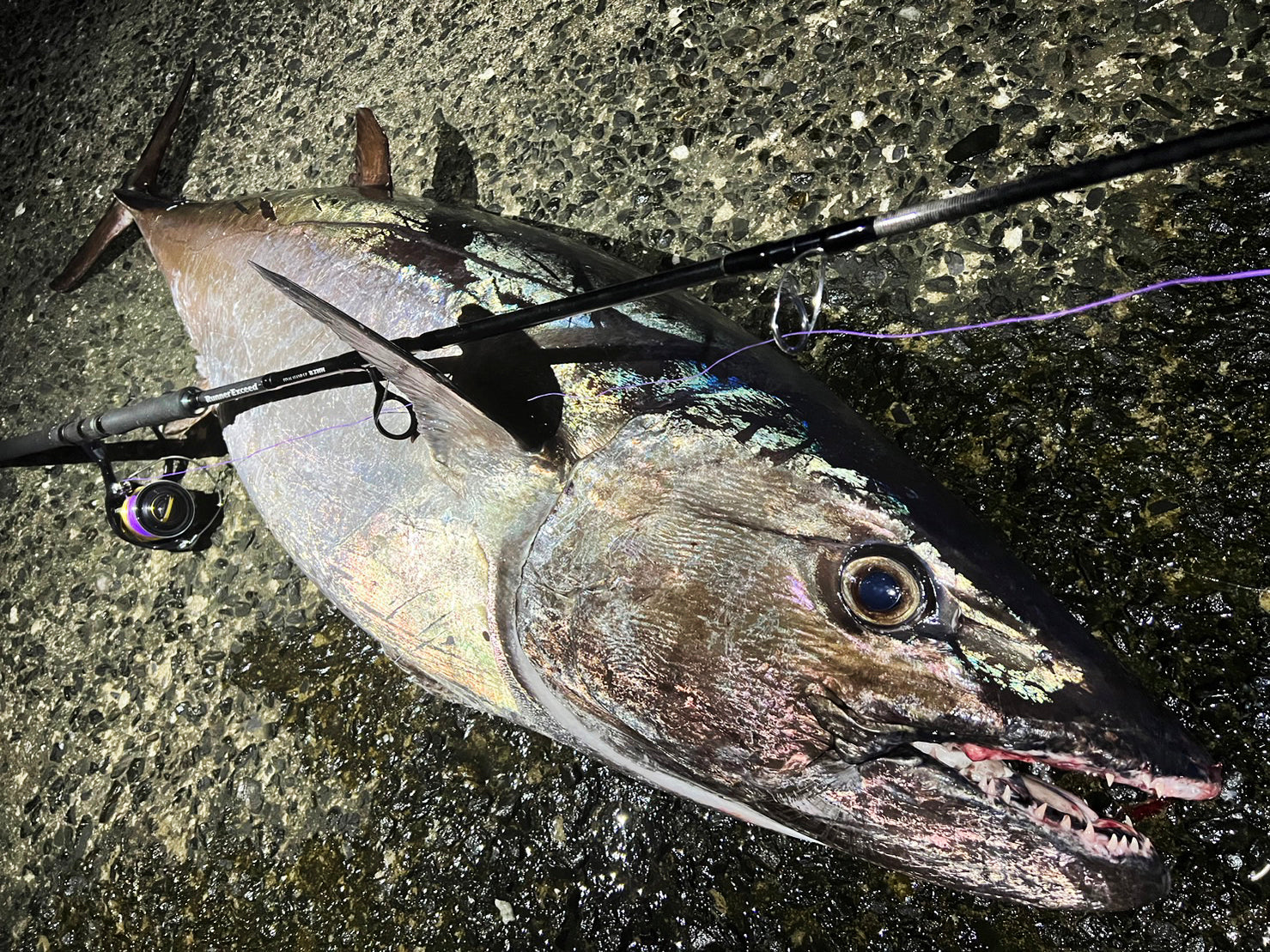 Ripple Fisher Final Stand Up 83HH
