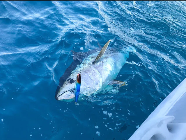 NATURE BOYS SURFISH 220F