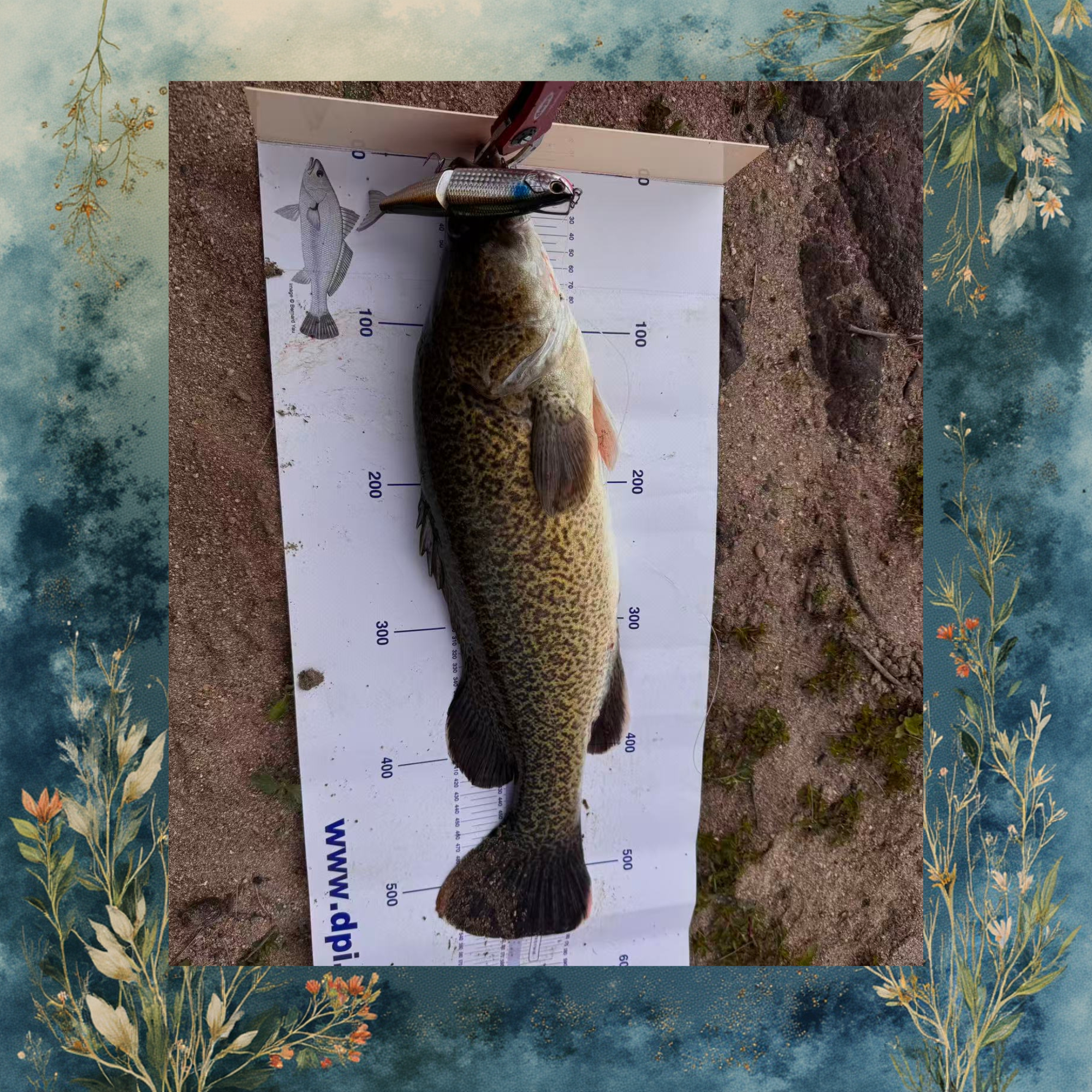 MORETHAN LAZY FASHAD J 138S Pink Belly