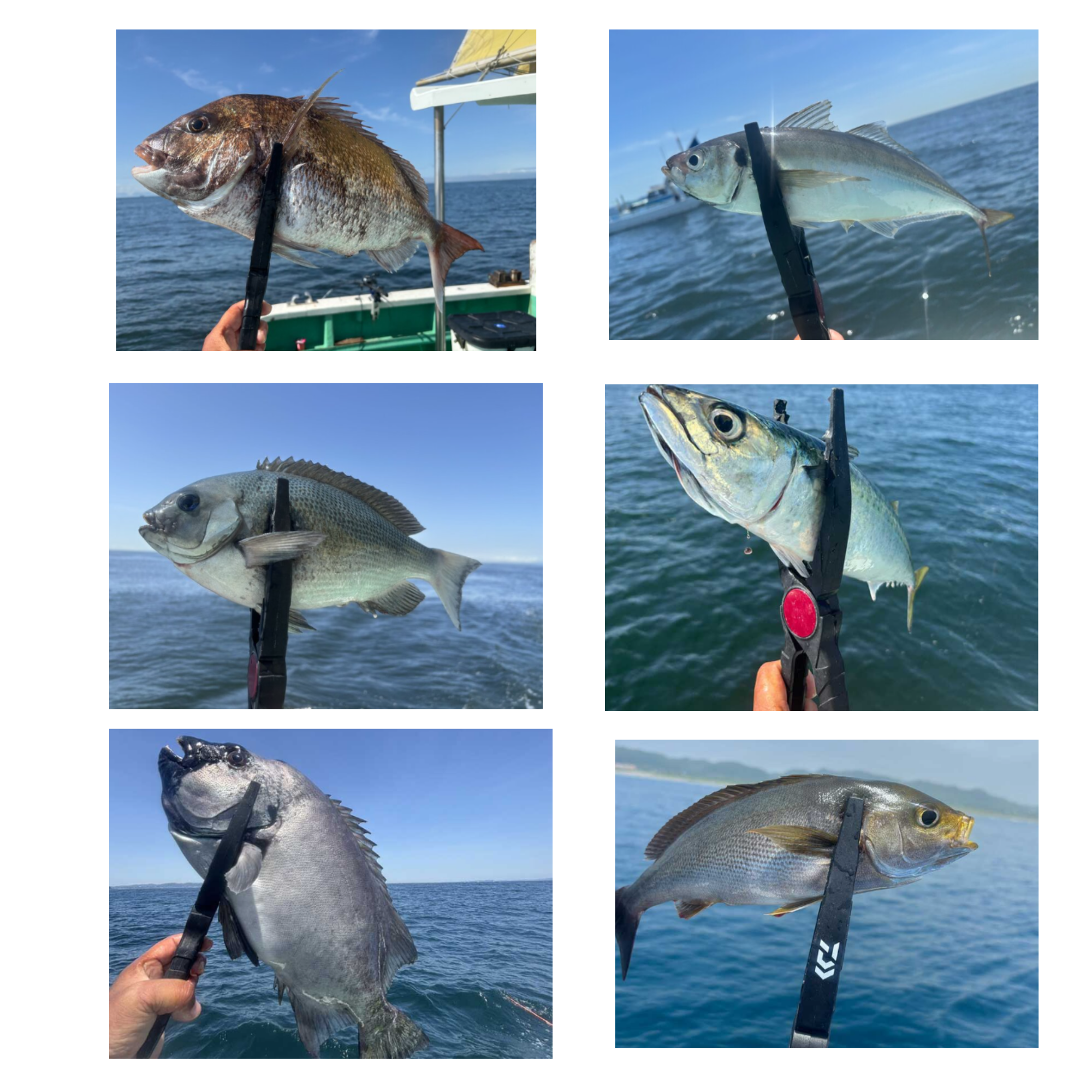 Daiwa Fish Holder HD295