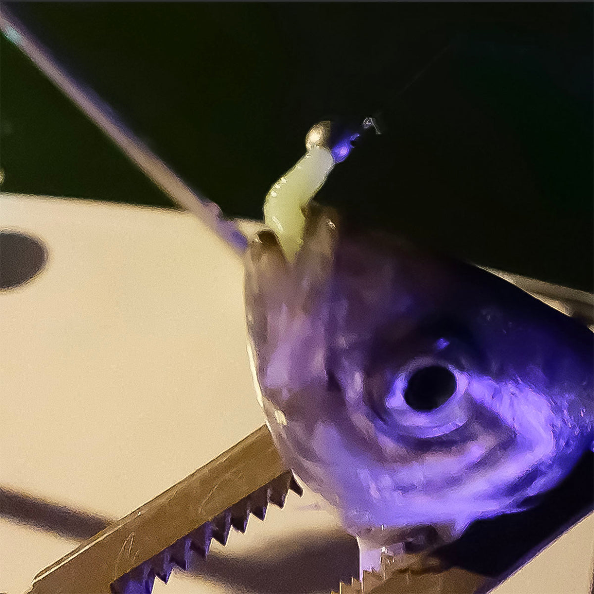 PROX AJIMARU Worm Kit