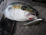 MC WORKS BONDAGE HOOKS