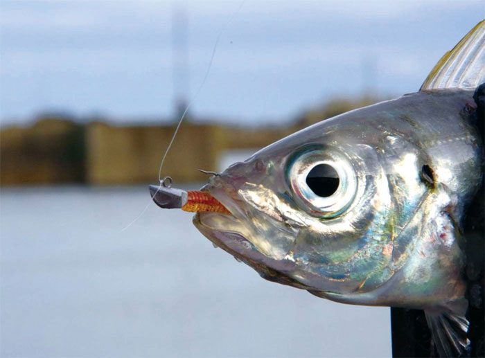 MAGBITE AJING SET MBA 16-A (restocked)