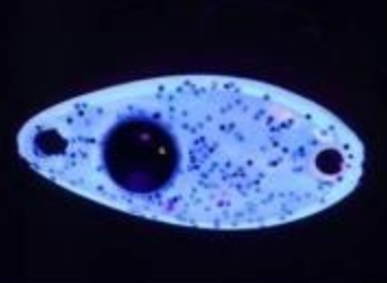 DAIWA Gekkabijin Bean 1.0g Tungsten Ajing Spoon