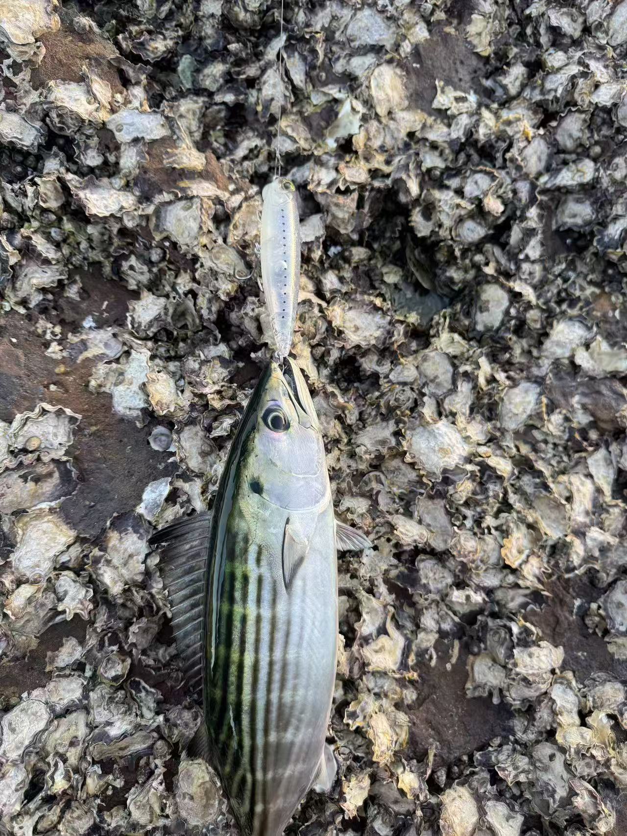 DUO Realis Pencil 130 SW Limited Level Tuned