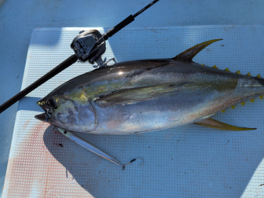 (JDM) Daiwa 2026 Seaborg 500J Electric Reel