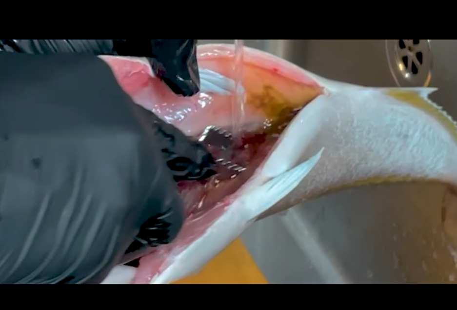 Daiwa Scaler and Bloodline Remover