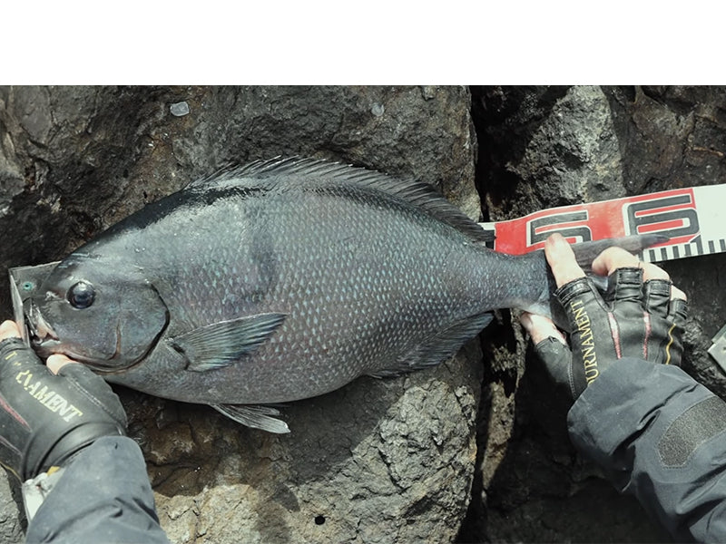 2025 DAIWA Tournament ISO AGS (New Model H53)